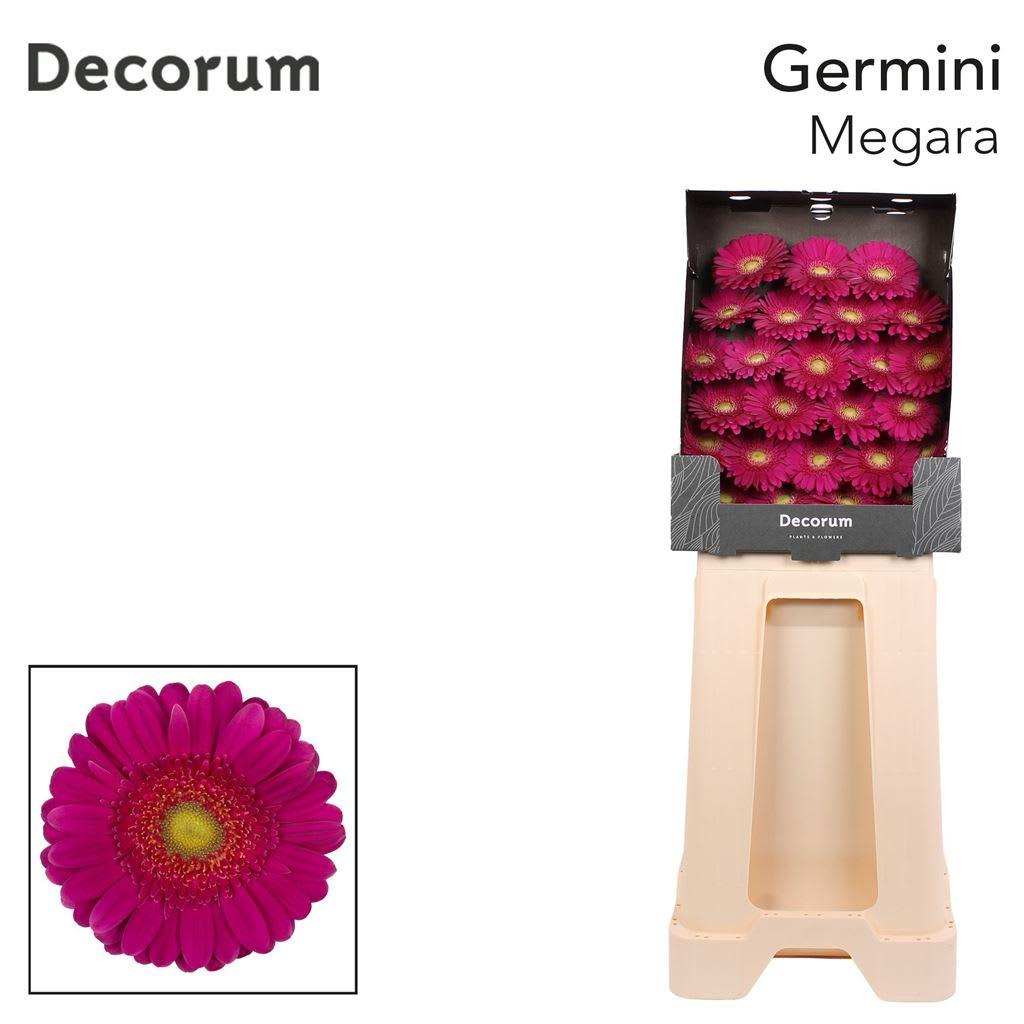Срезанные цветы оптом Germini diamond megara+ от 75шт из Голландии с доставкой по России
