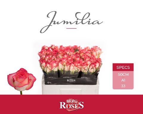 Срезанные цветы оптом Rosa large jumilia от 60шт из Голландии с доставкой по России