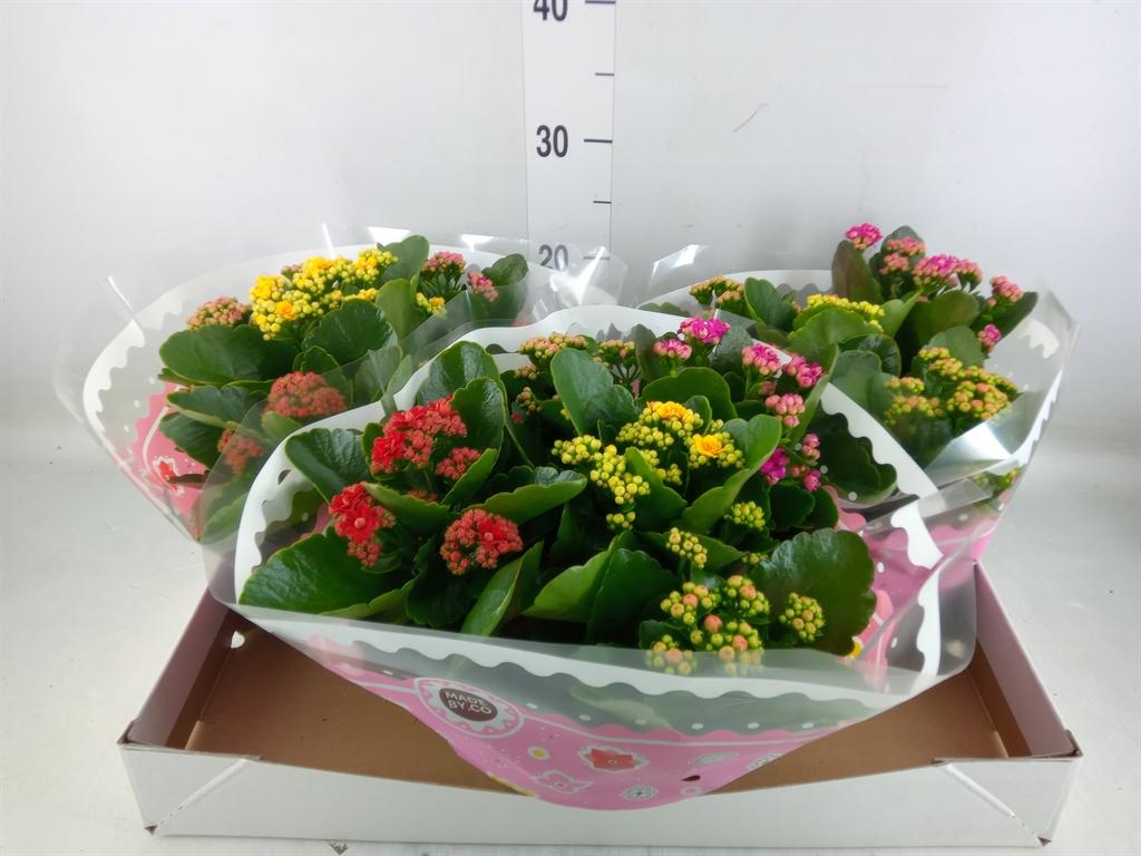 Горшечные цветы и растения оптом Kalanchoe Blos.   ..rosebud Mix/pot от 3шт из Голландии с доставкой по России