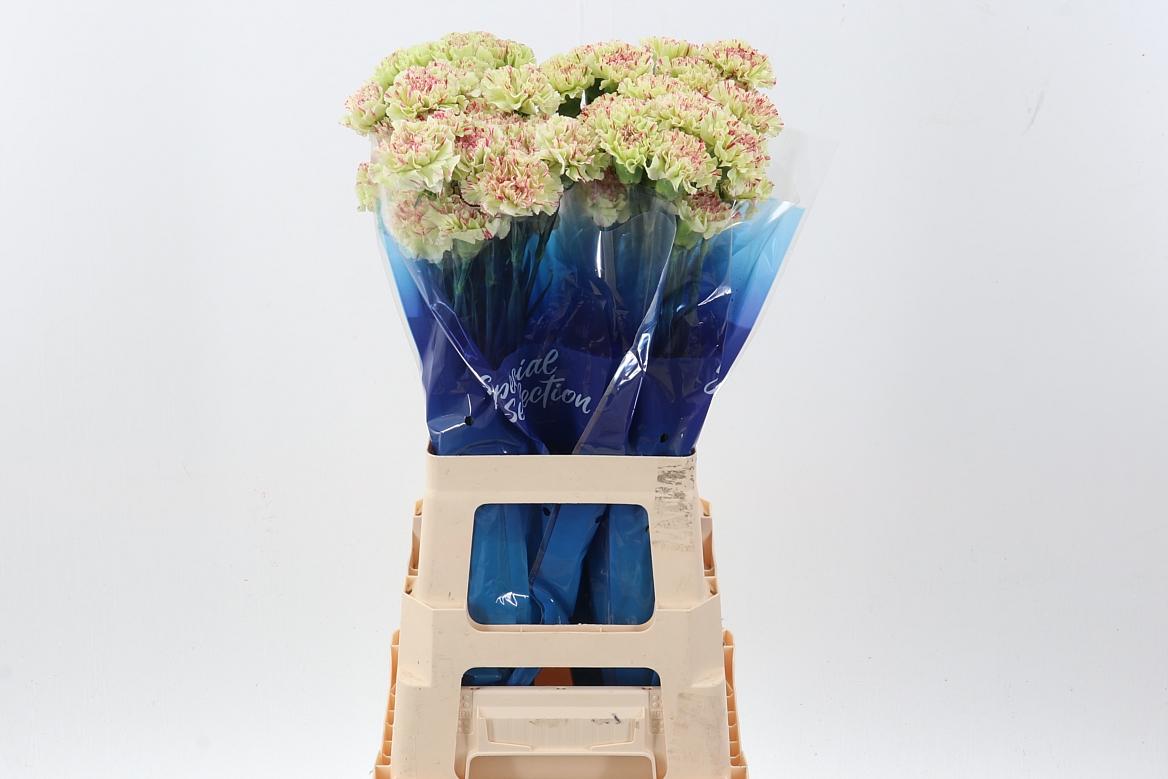 Срезанные цветы оптом Dianthus st mochi от 80шт из Голландии с доставкой по России