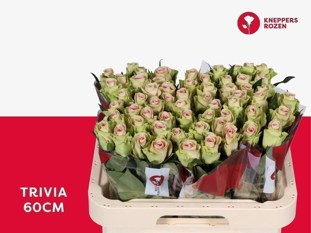 Срезанные цветы оптом Rosa large trivia от 60шт из Голландии с доставкой по России