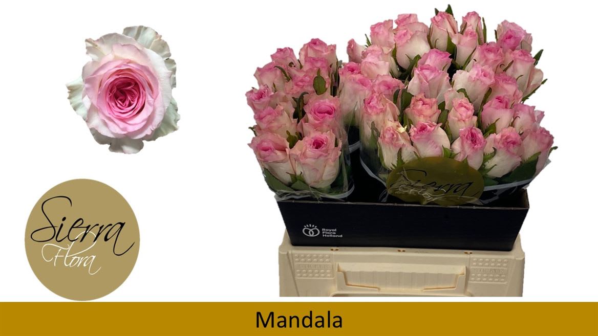 Срезанные цветы оптом Rosa large mandala от 40шт из Голландии с доставкой по России