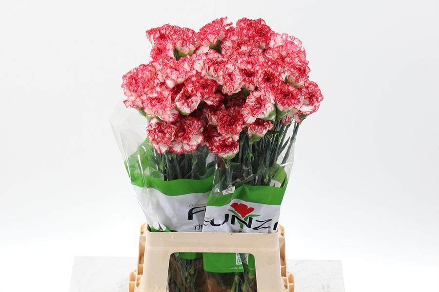 Срезанные цветы оптом Dianthus st red-white от 80шт из Голландии с доставкой по России