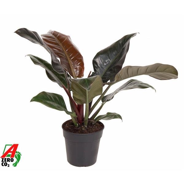 Горшечные цветы и растения оптом Philodendron Imperial Red от 1шт из Голландии с доставкой по России