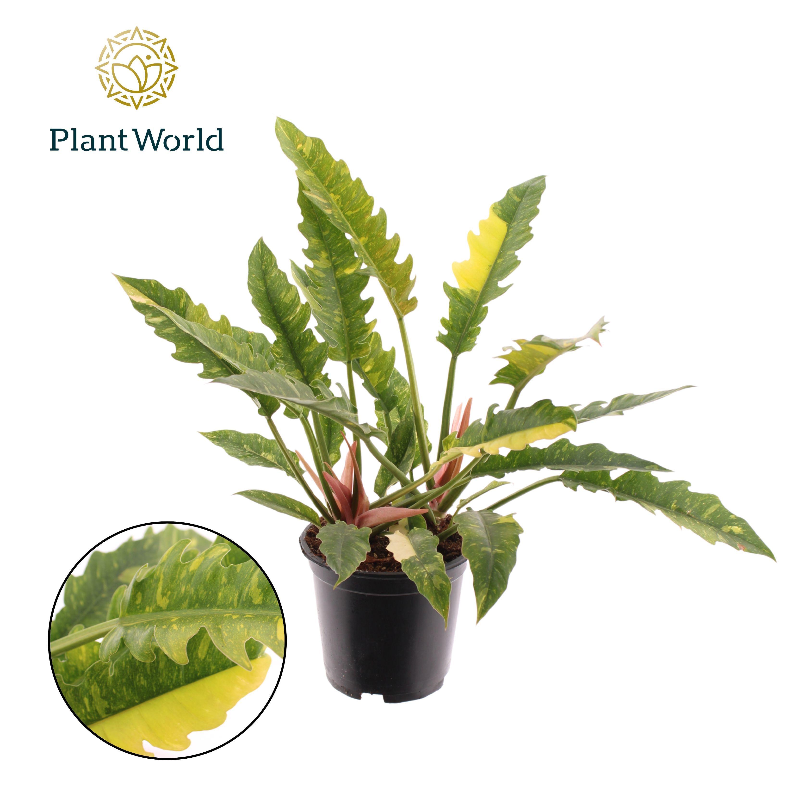 Горшечные цветы и растения оптом Philodendron Narrow Ring Of Fire от 5шт из Голландии с доставкой по России