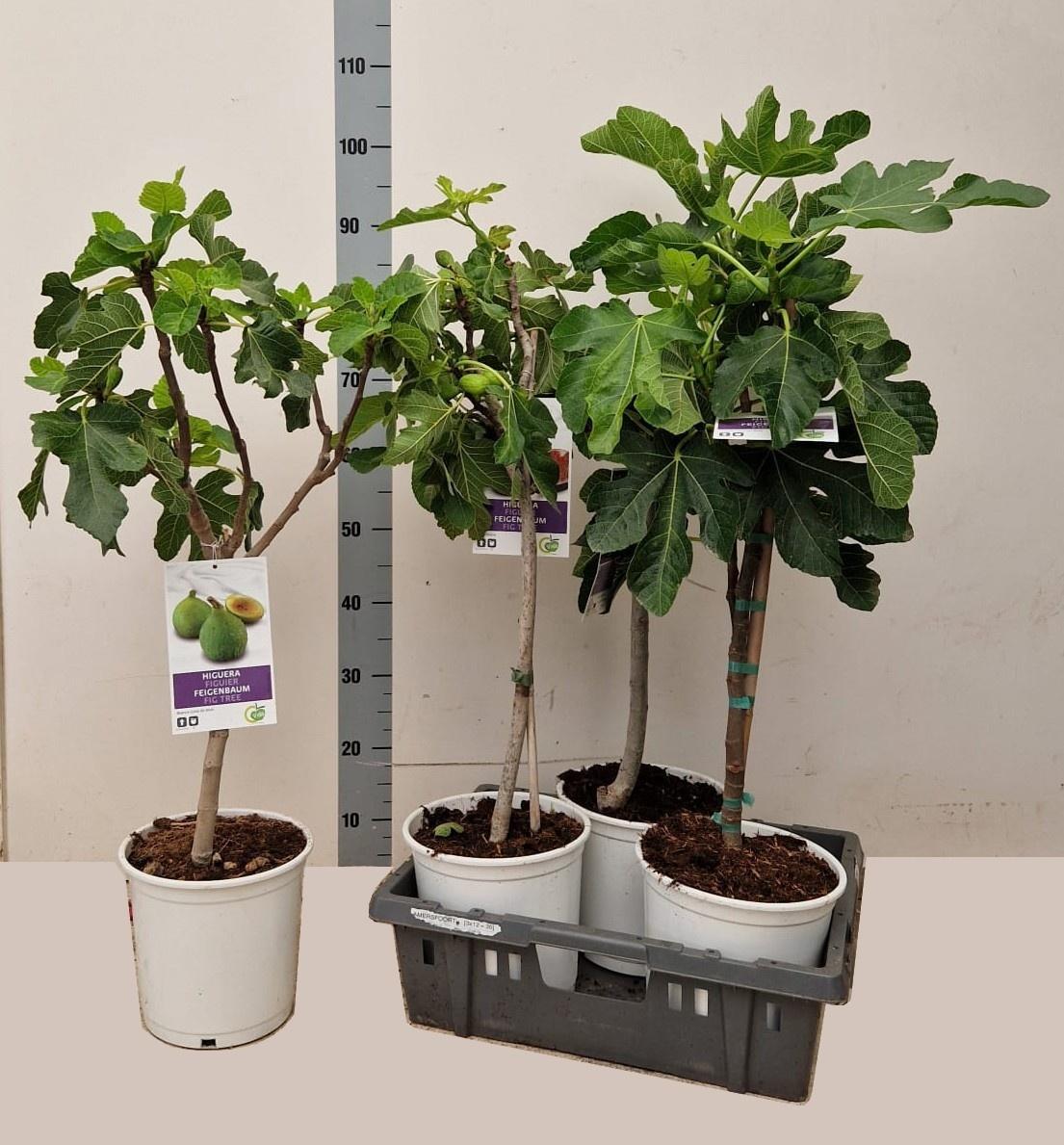 Горшечные цветы и растения оптом Ficus Carica от 3шт из Голландии с доставкой по России