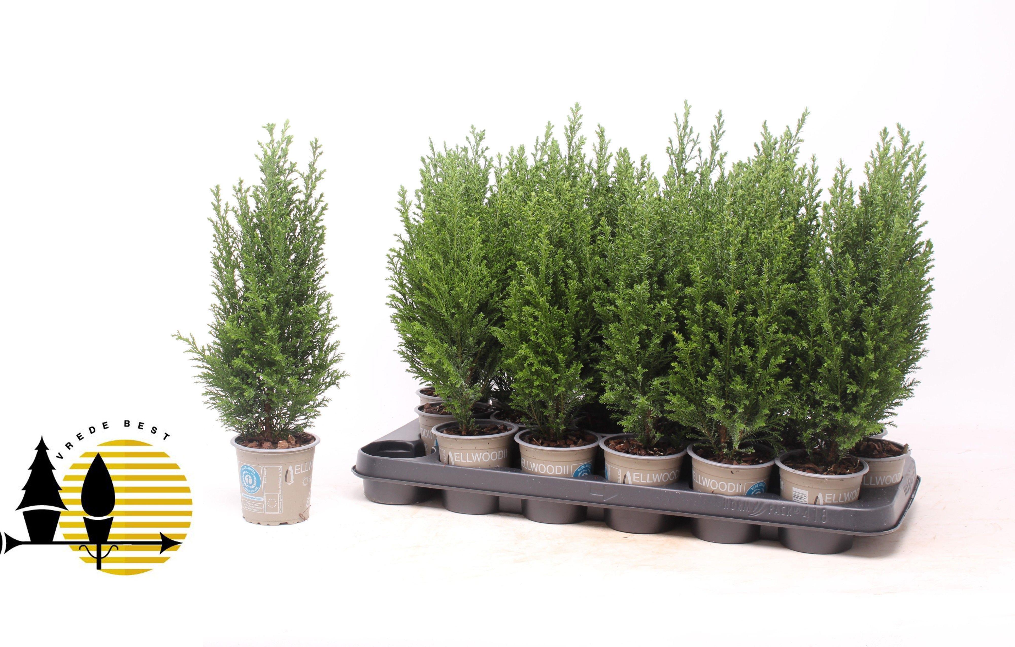 Горшечные цветы и растения оптом Cham L Ellwoodii от 18шт (для телеги) из Голландии с доставкой по России