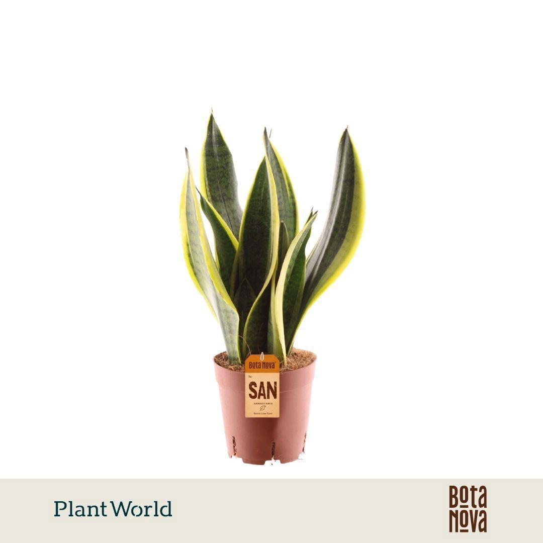 Горшечные цветы и растения оптом Sansevieria Futura Superba 3pp от 7шт из Голландии с доставкой по России
