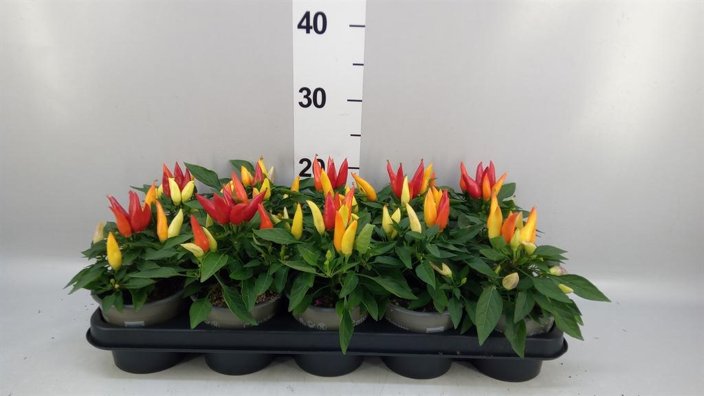 Горшечные цветы и растения оптом Capsicum Annuum joker от 10шт из Голландии с доставкой по России