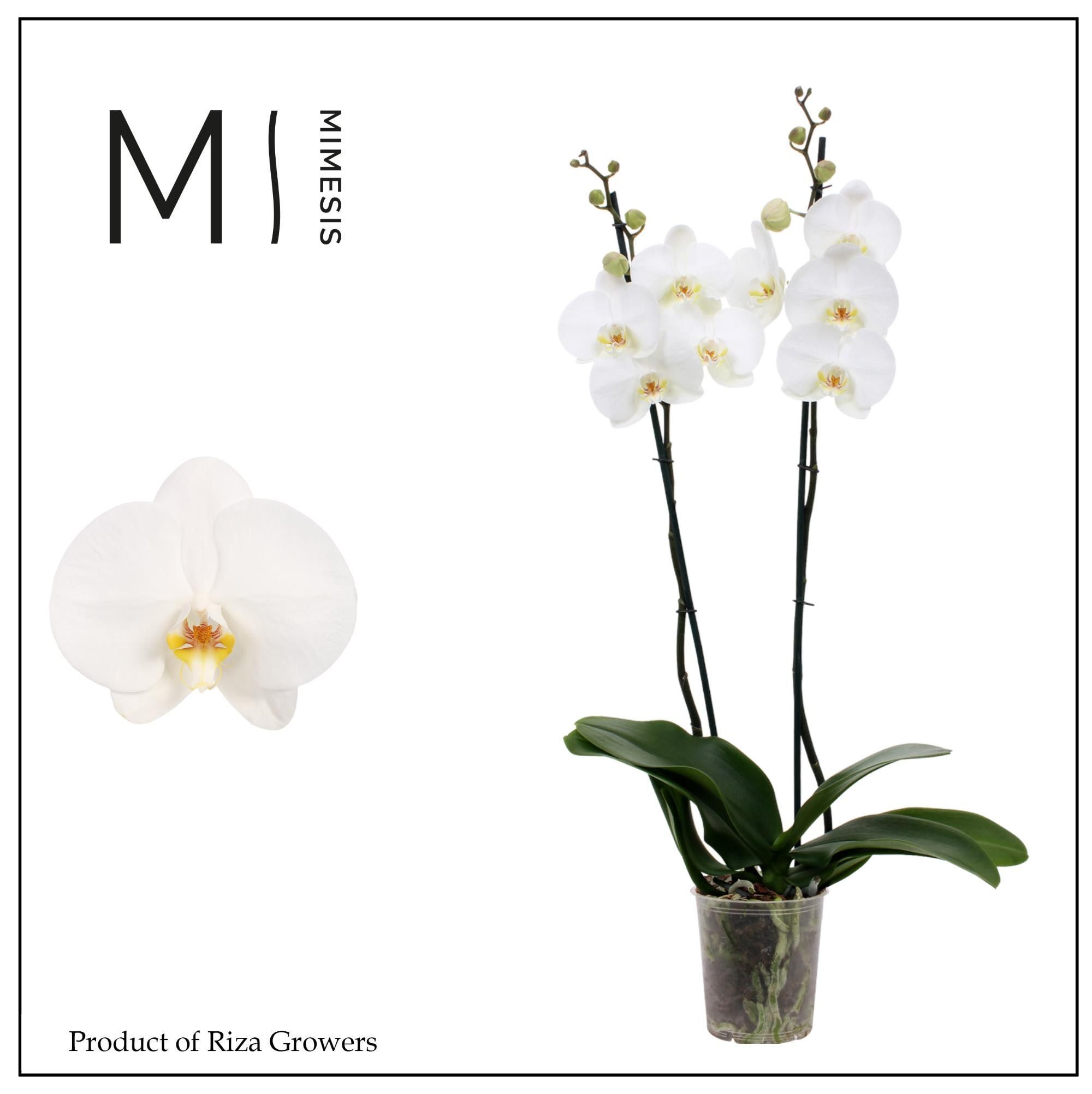 Горшечные цветы и растения оптом Phal 2st White Bigflower 16+ (mimesis) от 10шт из Голландии с доставкой по России