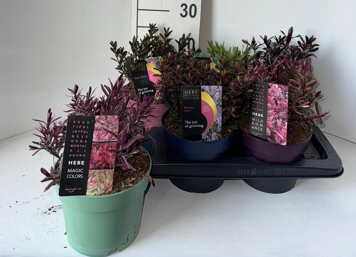 Горшечные цветы и растения оптом Hebe Gem от 6шт из Голландии с доставкой по России