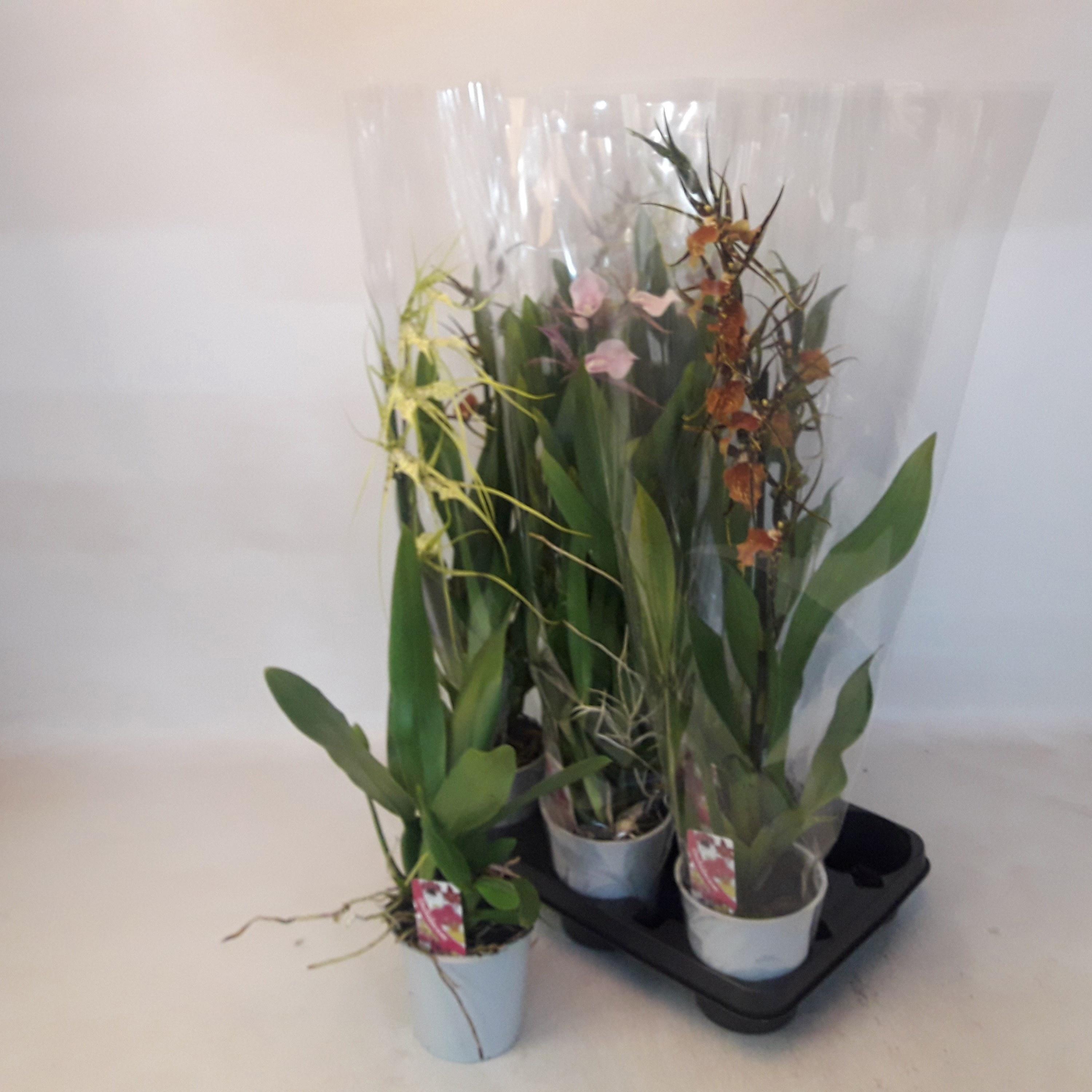 Горшечные цветы и растения оптом Brassia Summer Dream от 8шт из Голландии с доставкой по России