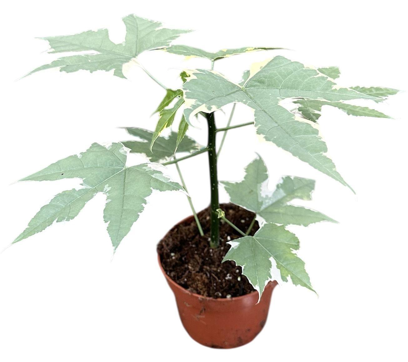 Горшечные цветы и растения оптом Cnidoscolus Aconitifolius Variegata от 1шт из Голландии с доставкой по России