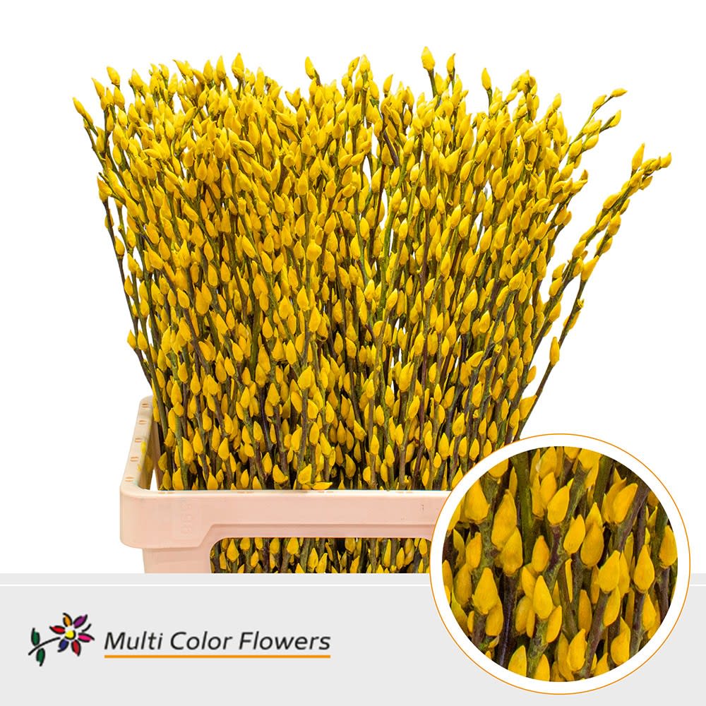 Срезанные цветы оптом Salix paint pussy willow yellow от 200шт. из Голландии с доставкой по России