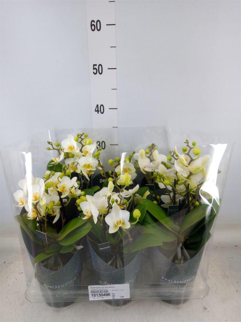Горшечные цветы и растения оптом Phalaenopsis Dazzling Lausanne 3-4 от 6шт из Голландии с доставкой по России