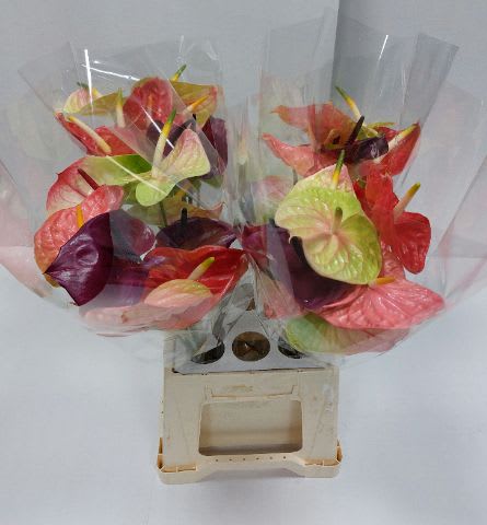 Срезанные цветы оптом Anthurium mix in box от 40шт. из Голландии с доставкой по России