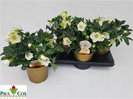 Горшечные цветы и растения оптом Hell Ni Viv Alexande 25 Bloemen++ от 4шт из Голландии с доставкой по России
