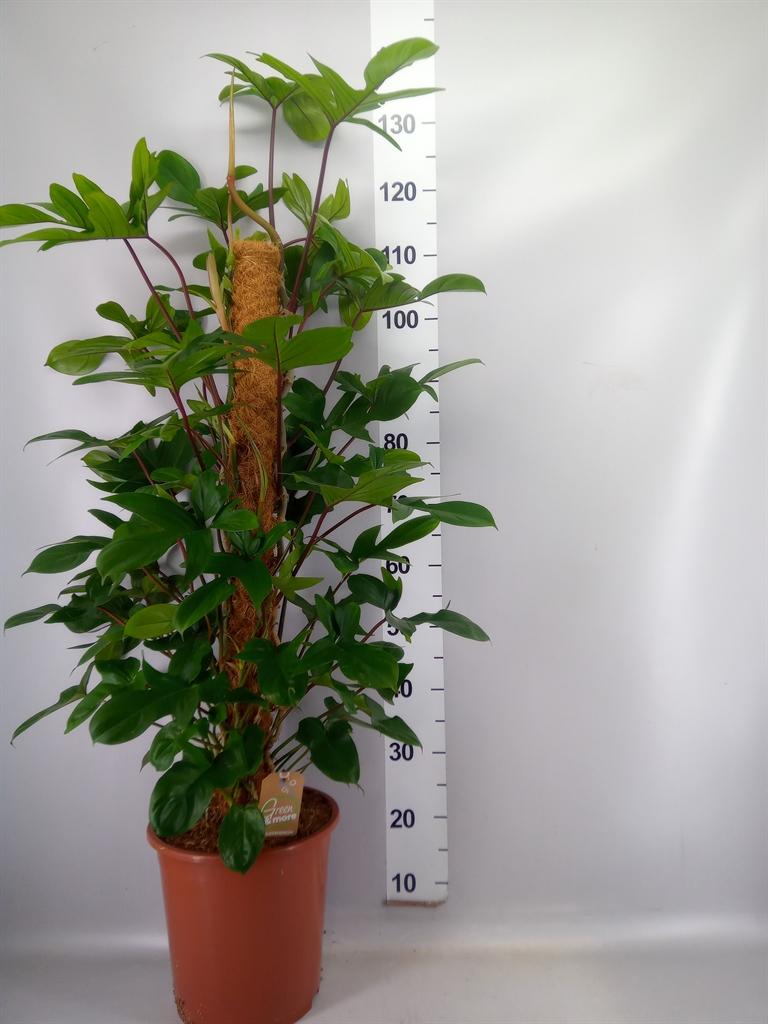 Горшечные цветы и растения оптом Philodendron Pedatum от 1шт из Голландии с доставкой по России