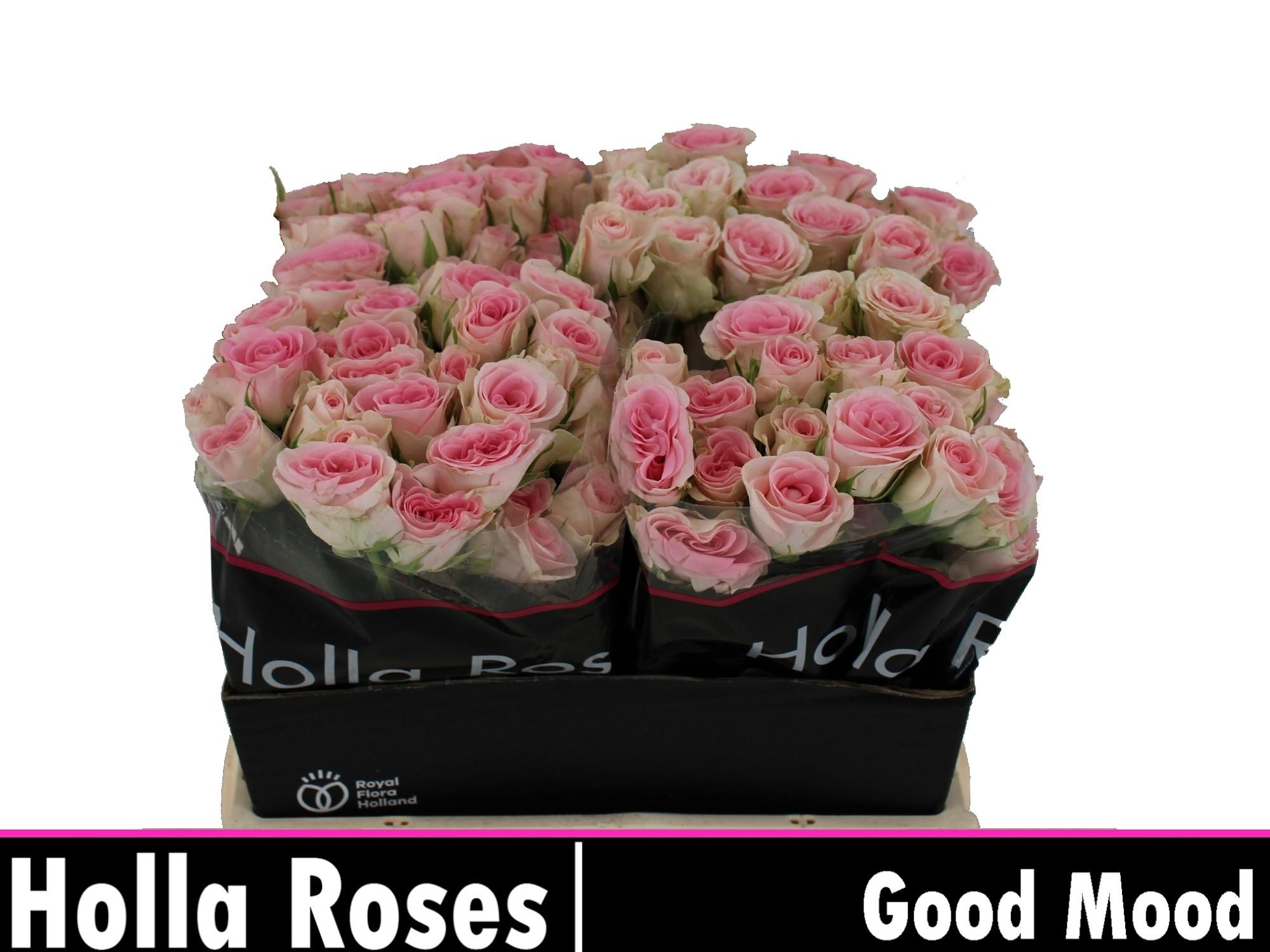 Срезанные цветы оптом Rosa spray good mood от 40шт из Голландии с доставкой по России