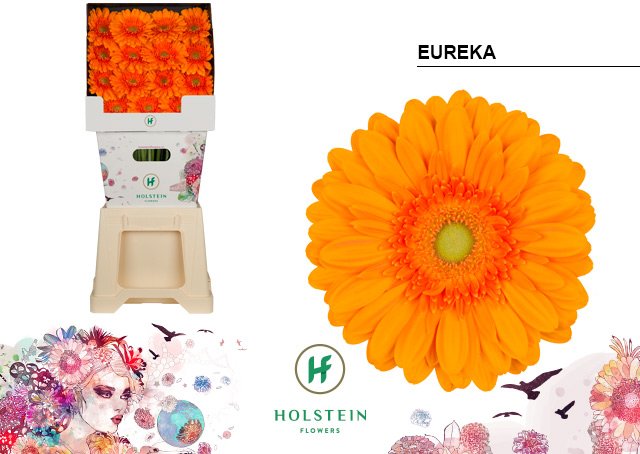 Срезанные цветы оптом Gerbera diamond eureka от 45шт из Голландии с доставкой по России