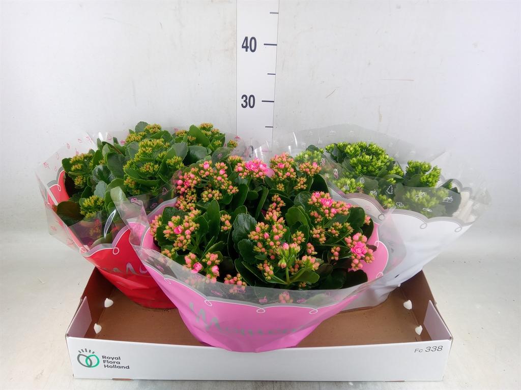 Горшечные цветы и растения оптом Kalanchoe Blos.   ..rosebud Mix  3 от 3шт из Голландии с доставкой по России