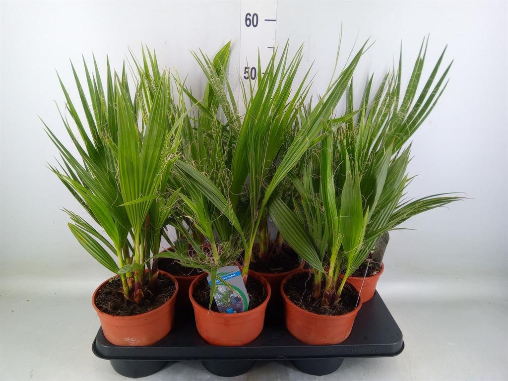 Горшечные цветы и растения оптом Washingtonia Filifera от 6шт из Голландии с доставкой по России