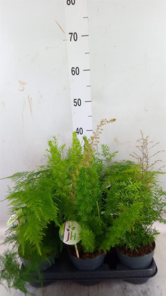 Горшечные цветы и растения оптом Asparagus   ...mix от 6шт из Голландии с доставкой по России