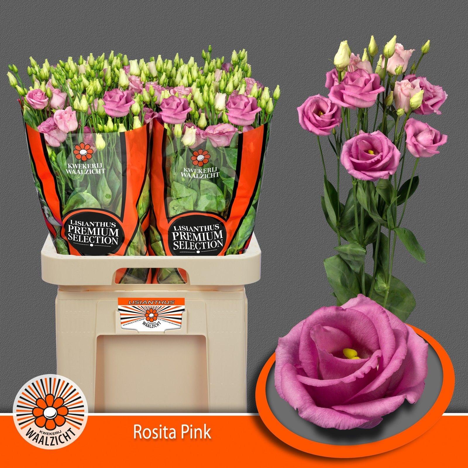 Срезанные цветы оптом Lisianthus do rosita pink от 40шт. из Голландии с доставкой по России