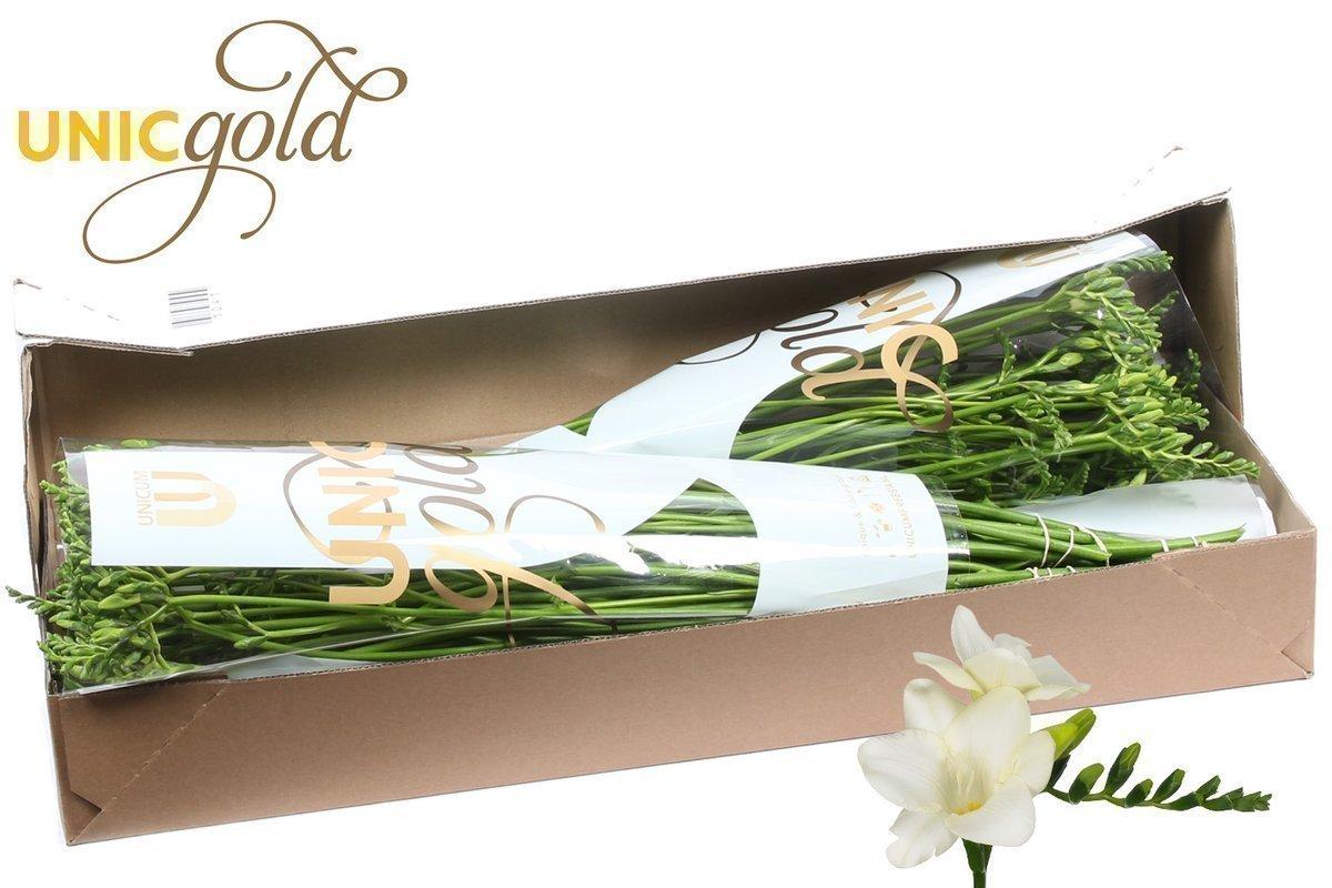 Срезанные цветы оптом Freesia si ambiance от 100шт. из Голландии с доставкой по России