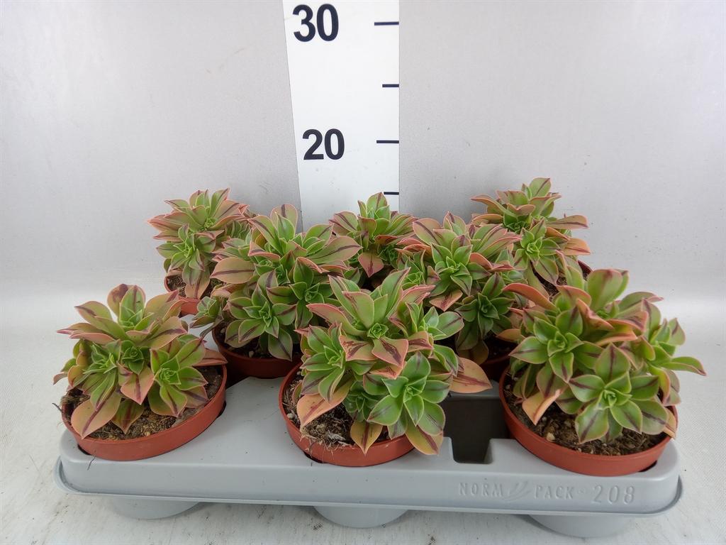 Горшечные цветы и растения оптом Aeonium ... от 8шт из Голландии с доставкой по России