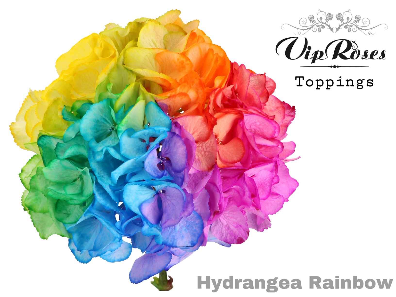 Срезанные цветы оптом Hydrangea paint rainbow от 10шт из Голландии с доставкой по России