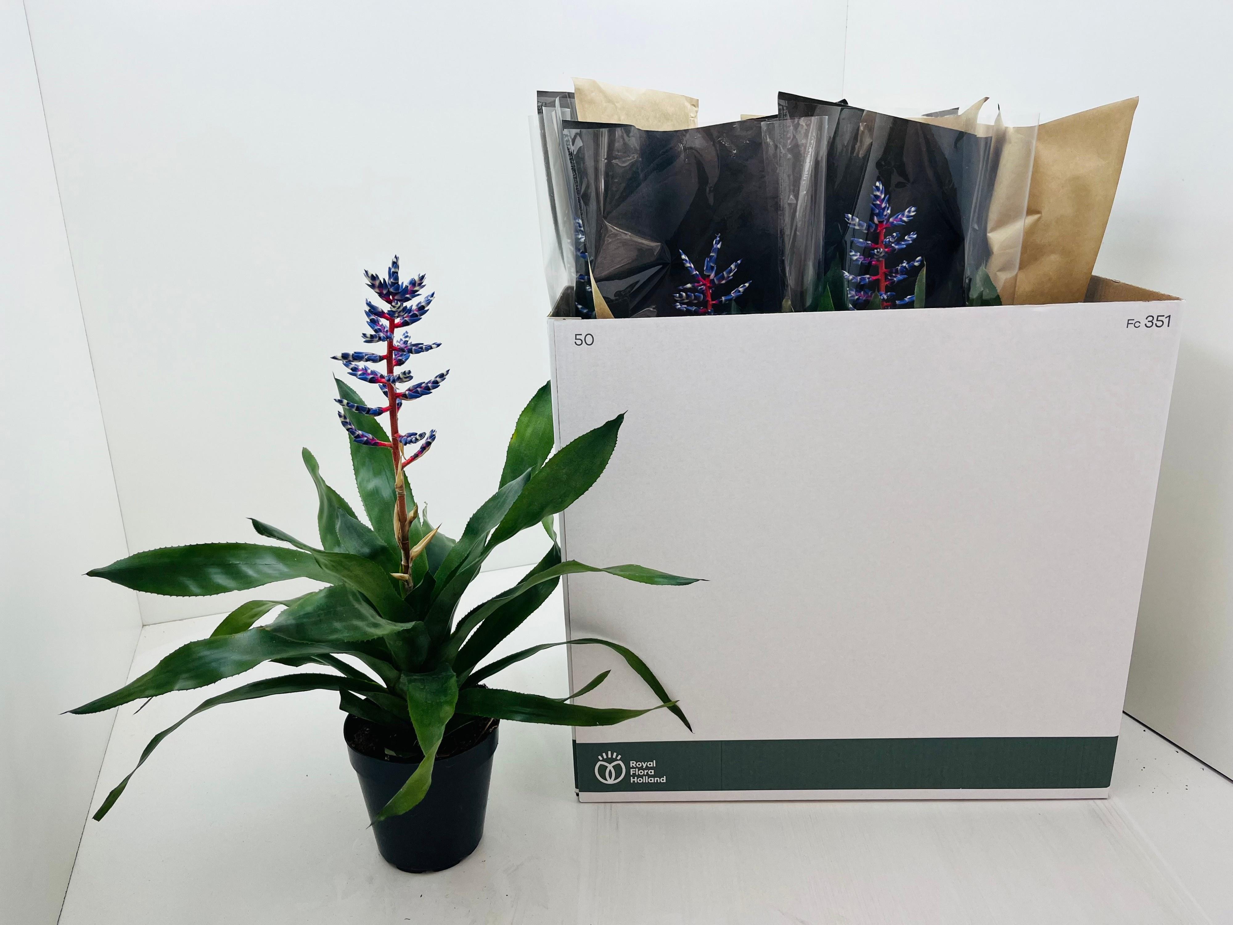 Горшечные цветы и растения оптом Aech Blue Rain от 7шт из Голландии с доставкой по России