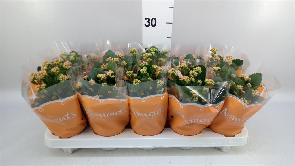 Горшечные цветы и растения оптом Kalanchoe Blos. sumo Orange от 10шт из Голландии с доставкой по России