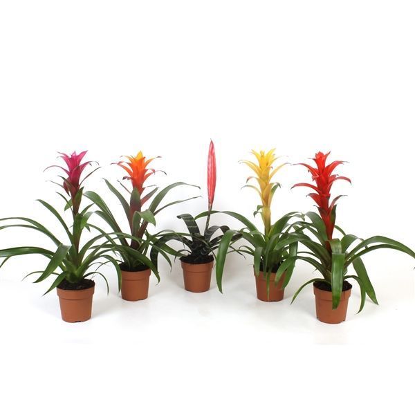 Горшечные цветы и растения оптом Bromelia Mix от 10шт из Голландии с доставкой по России