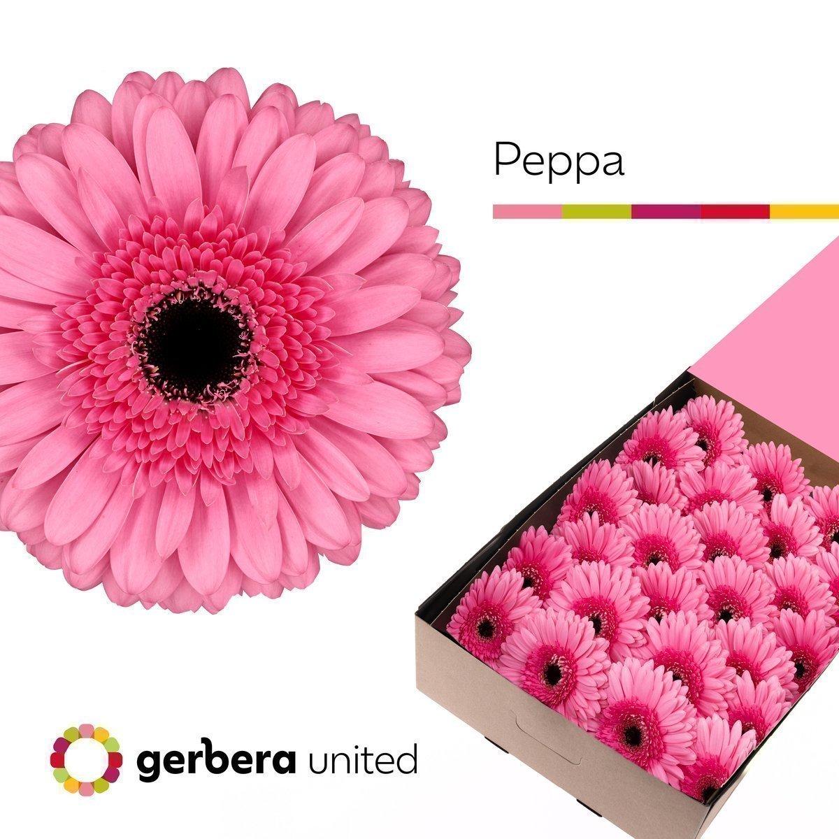 Срезанные цветы оптом Gerbera peppa от 50шт из Голландии с доставкой по России