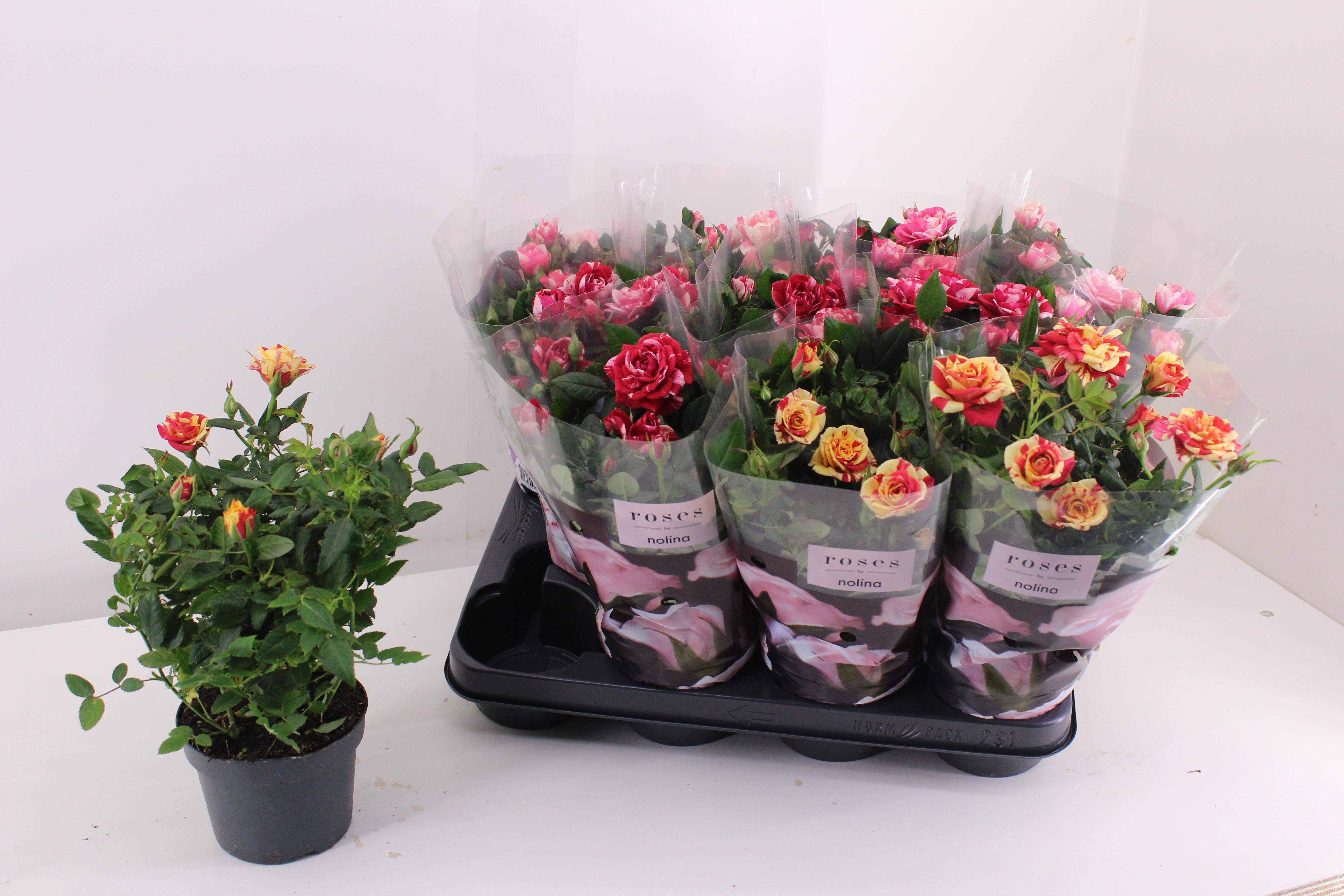 Горшечные цветы и растения оптом Ro Victory Gem от 11шт из Голландии с доставкой по России Горшечные цветы и растения оптом Ro Victory Gem от 11шт из Голландии с доставкой по России