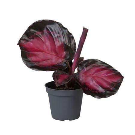 Горшечные цветы и растения оптом Calathea Crimson� 6 Cm от 12шт (для телеги) из Голландии с доставкой по России
