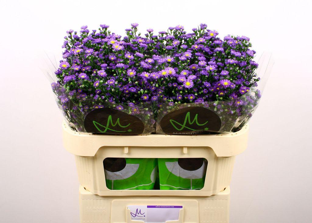 Срезанные цветы оптом Aster teeny tiny blue от 100шт из Голландии с доставкой по России