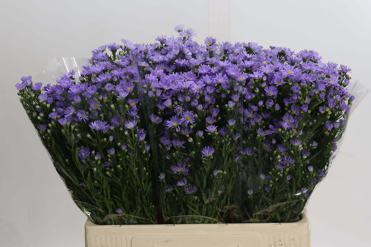 Срезанные цветы оптом Aster cassandra от 125шт из Голландии с доставкой по России Срезанные цветы оптом Aster cassandra от 125шт из Голландии с доставкой по России