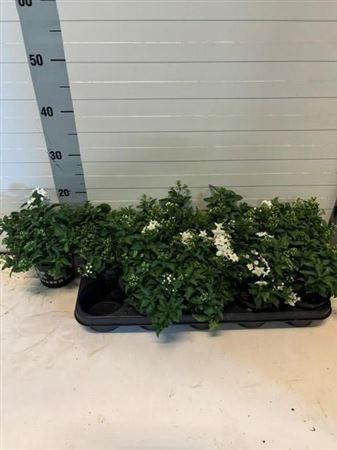 Горшечные цветы и растения оптом Solanum Jasminoides от 10шт из Голландии с доставкой по России