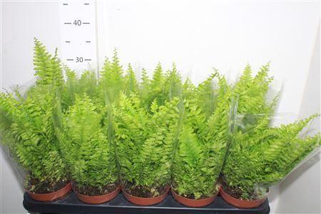 Горшечные цветы и растения оптом Nephr Ex Bos Bl Bell от 10шт из Голландии с доставкой по России