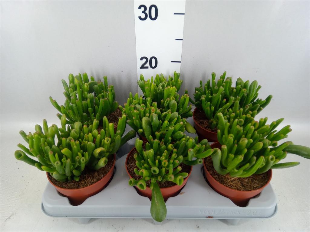 Горшечные цветы и растения оптом Crassula Ovata gollum от 6шт из Голландии с доставкой по России
