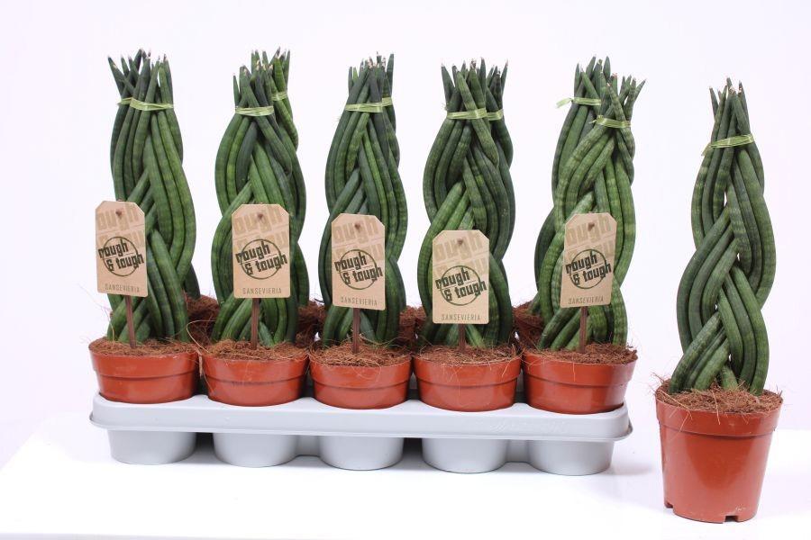 Горшечные цветы и растения оптом Sansevieria Twister от 10шт из Голландии с доставкой по России