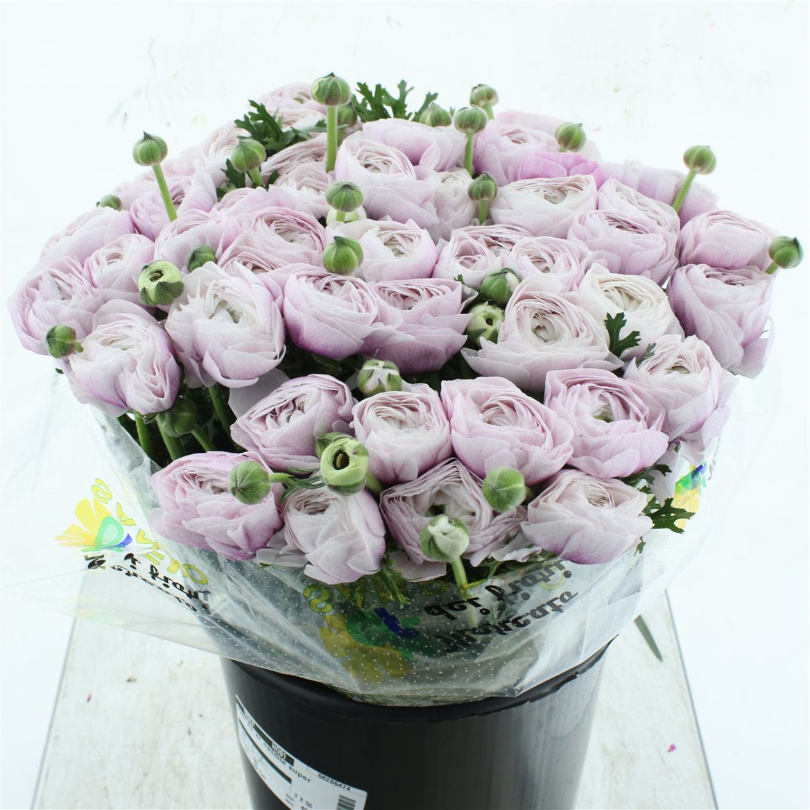 Срезанные цветы оптом Ranunculus succes sr nebbia от 50шт из Голландии с доставкой по России