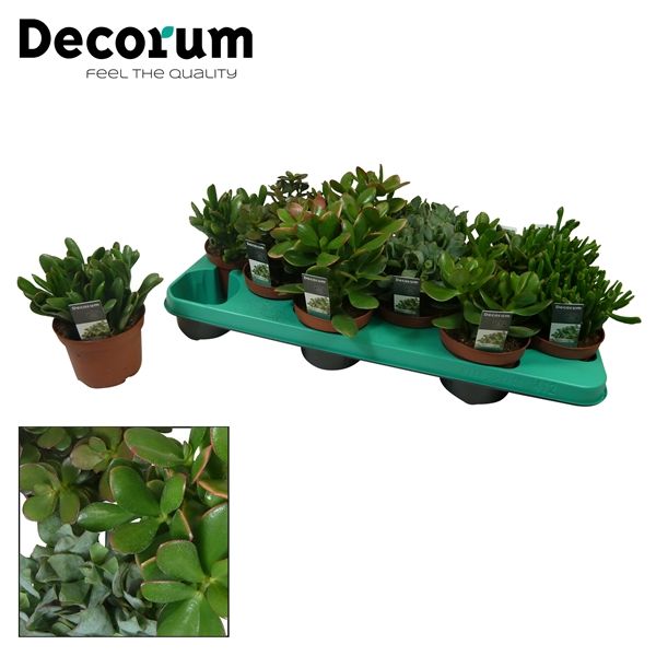 Горшечные цветы и растения оптом Crassula Mix 6 Srt (decorum) от 12шт из Голландии с доставкой по России