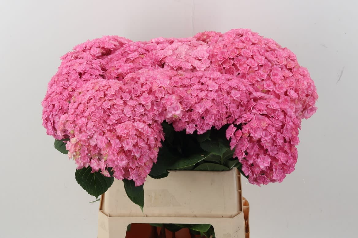 Срезанные цветы оптом Hydrangea beautensia luxor от 10шт. из Голландии с доставкой по России