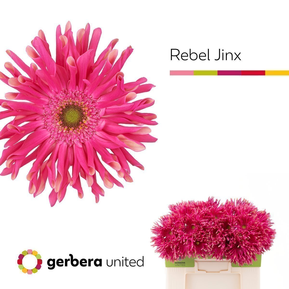 Срезанные цветы оптом Gerbera rebel jinx от 40шт. из Голландии с доставкой по России