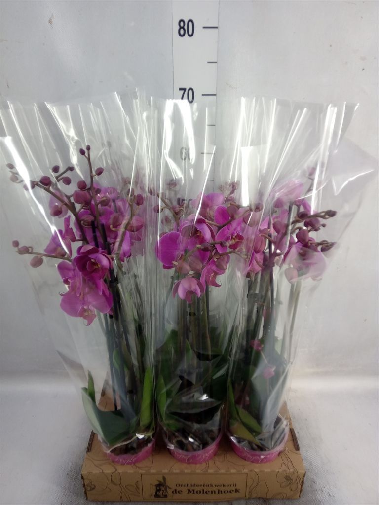 Горшечные цветы и растения оптом Phalaenopsis   ...lilac от 6шт из Голландии с доставкой по России