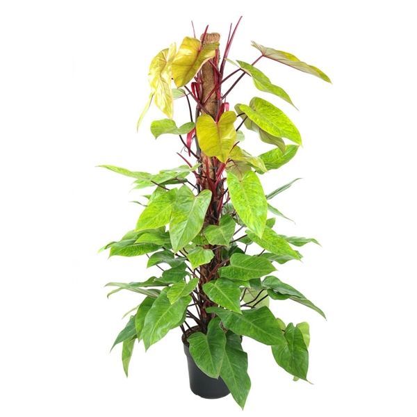 Горшечные цветы и растения оптом Philodendron Painted Lady Mosspole от 1шт из Голландии с доставкой по России