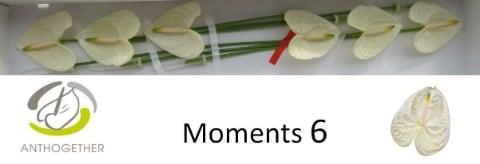 Срезанные цветы оптом Anthurium moments от 6шт из Голландии с доставкой по России